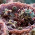 HIV’s Tissue-Specific Evasion Tactics Unmasked in Groundbreaking Study