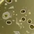 How a Rabbit Droppings Microbe Could Revolutionize Biofuels