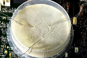 Cerebras bets big on Guyana with 100MW AI data center - Professional coverage